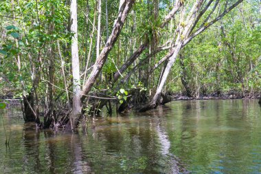 Büyük doğal mangroves doğada geniş yeşil orman ile