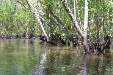 İçinde büyük bir mangrov nehir ve yeşil su ile