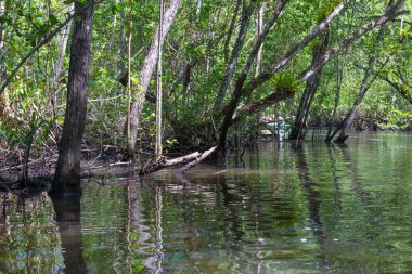Mangrov yeşil su ve kökleri doğada yer üstünde