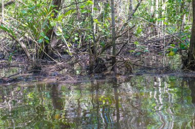 Büyük doğal mangroves doğada geniş yeşil orman ile