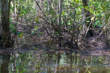 Mangrov yeşil su ve kökleri doğada yer üstünde