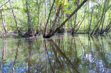 Ağaç gövdesi içinde mangrov orman ile doğada düşmüş