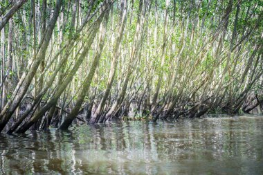 İçinde büyük bir mangrov nehir ve yeşil su ile
