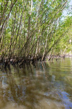 Mangrov yeşil su ve kökleri doğada yer üstünde