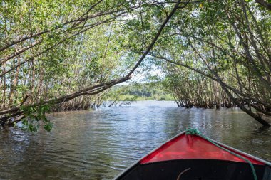 Bir mangrov yeşil su kanalı dışında araba ayarlıyorum tekne