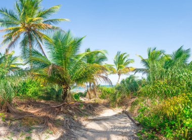 Zengin bitki örtüsü Itacare Brezilya Bahia eyalet, plaj