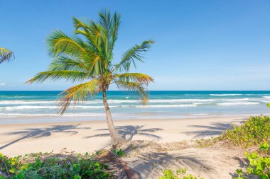 Zengin bitki örtüsü Itacare Brezilya Bahia eyalet, plaj