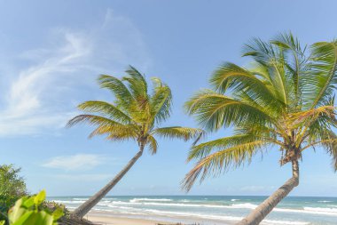 Zengin bitki örtüsü Itacare Brezilya Bahia eyalet, plaj