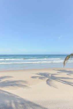 Zengin beach bitki örtüsü Itacare Brezilya Bahia eyalet, gölgeler