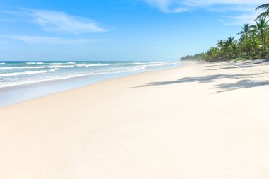 Palmiye ağacı birçoğunu içeren cennet beyaz kum plaj