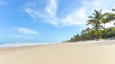Palmiye ağacı birçoğunu içeren güzel sarı kum plaj