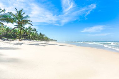 Palmiye ağacı birçoğunu içeren cennet beyaz kum plaj