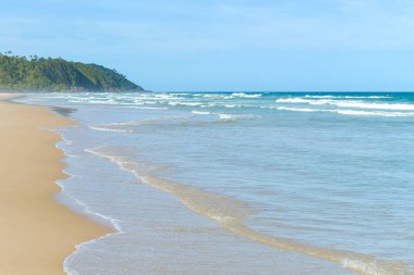 Palmiye ağacı birçoğunu içeren güzel sarı kum plaj