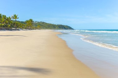 Palmiye ağacı birçoğunu içeren güzel sarı kum plaj