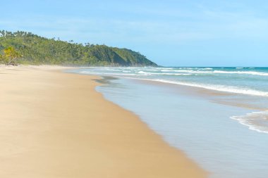 Palmiye ağacı birçoğunu içeren güzel sarı kum plaj