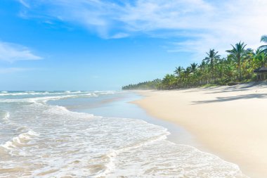 Palmiye ağacı birçoğunu içeren cennet beyaz kum plaj