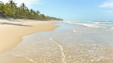 Palmiye ağacı birçoğunu içeren güzel sarı kum plaj