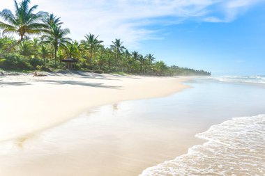 Palmiye ağacı birçoğunu içeren cennet beyaz kum plaj