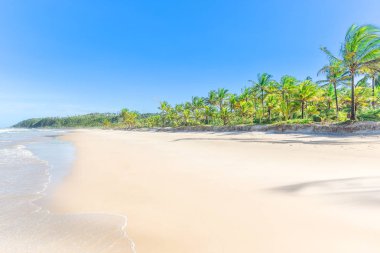 Palmiye ağacı birçoğunu içeren cennet beyaz kum plaj