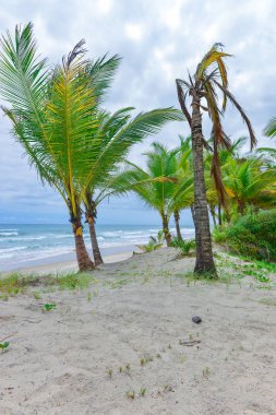 Zengin bitki örtüsü Itacare Brezilya Bahia eyalet, plaj