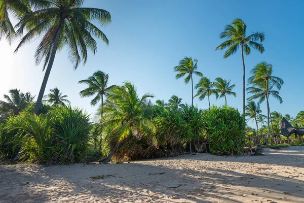 Coconut in the sand by the coconut palm tree trunk