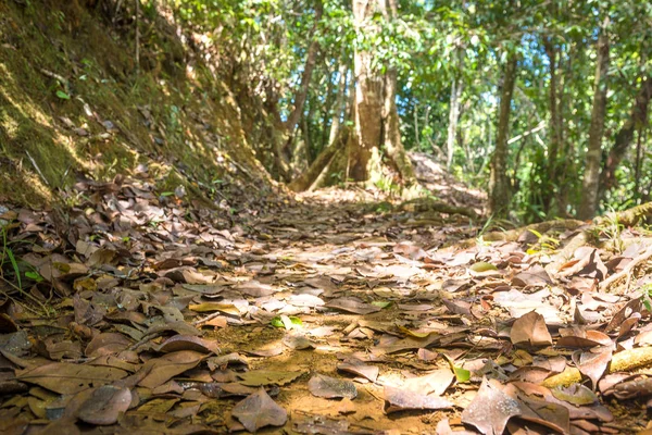 Yaprakları yere kuru ve bir ormanda iz