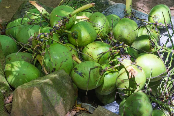 Schuss Kokosnussfrüchte Auf Dem Boden Mit Verschiedenen Grüntönen — Stockfoto