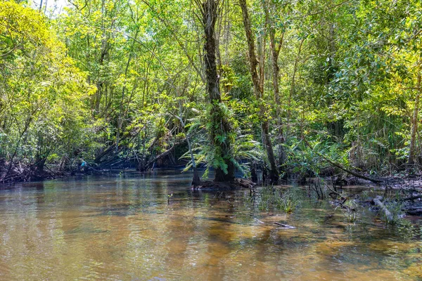 Lasy Namorzynowe Zielone Wody Korzenie Nad Ziemią Przyrodzie — Zdjęcie stockowe