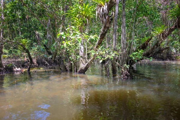 Mangrovy Zelené Vody Kořeny Nad Zemí Přírodě — Stock fotografie
