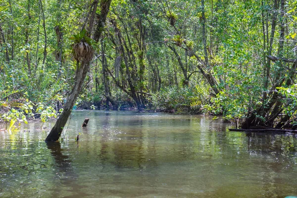 Büyük doğal mangroves doğada geniş yeşil orman ile