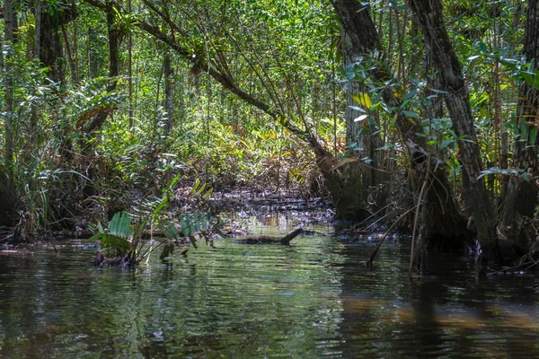 Mangrove Zöld Víz Gyökerek Természetben Föld Felett — Stock Fotó