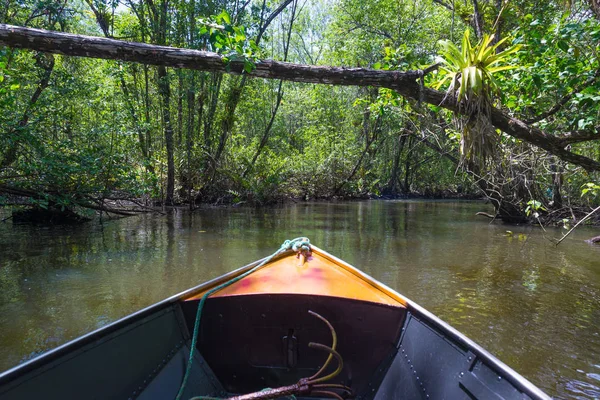 Küçük tekne mangroves yeşil su ağaçlar tünel altında yelken