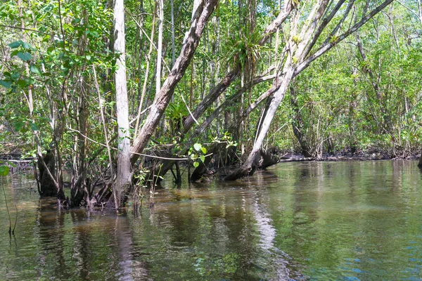 Ogromne Naturalne Lasy Namorzynowe Szeroko Zielonego Lasu Przyrodzie — Zdjęcie stockowe