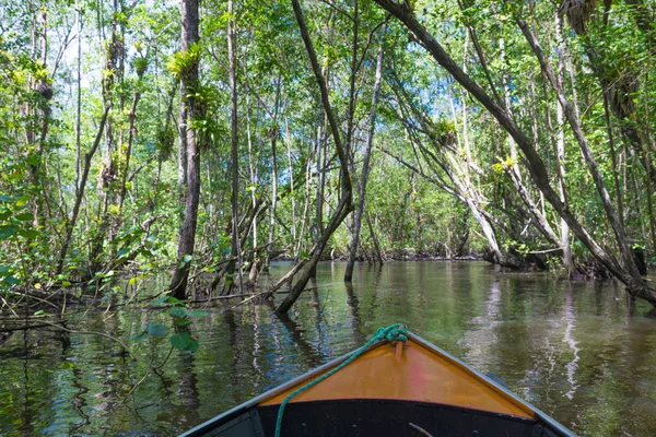 Küçük tekne mangroves yeşil su ağaçlar tünel altında yelken