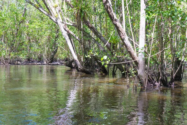 Внутри Большого Мангрового Леса Через Реку Зеленую Воду — стоковое фото