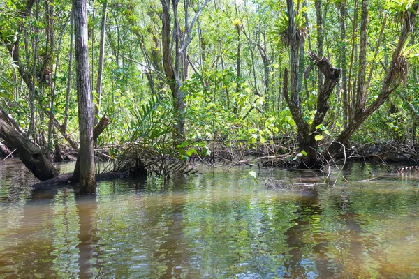 Riesige Natürliche Mangroven Mit Weiten Grünen Wäldern Der Natur — Stockfoto