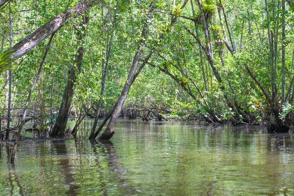 Внутри Большого Мангрового Леса Через Реку Зеленую Воду — стоковое фото