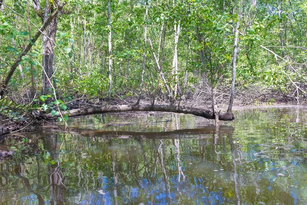 Umgestürzter Baumstamm Mangroven Der Natur Mit Wald Dahinter — Stockfoto