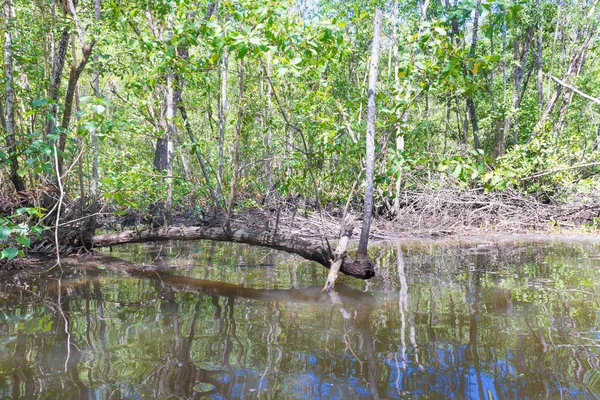 Fallit Trädstam Inuti Mangrove Naturen Med Skog Bakom — Stockfoto