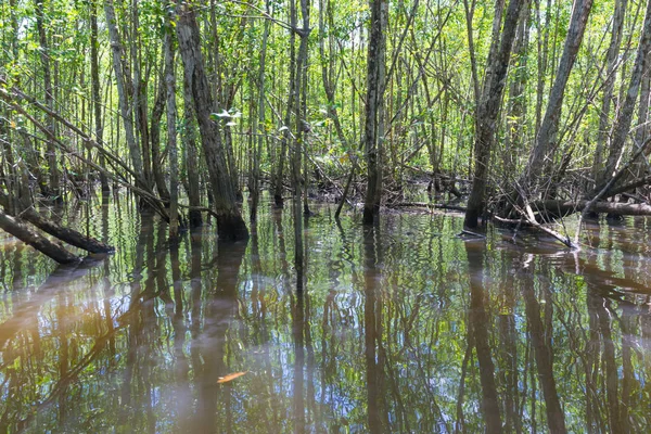 Огромные Природные Мангровые Заросли Широким Зеленым Лесом Природе — стоковое фото