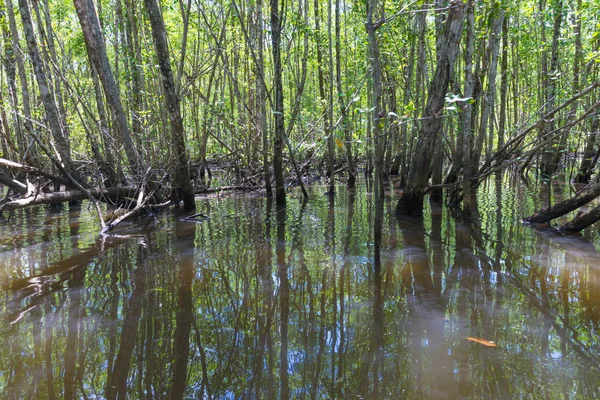 Мангровые Деревья Зеленая Вода Корни Над Землей Природе — стоковое фото