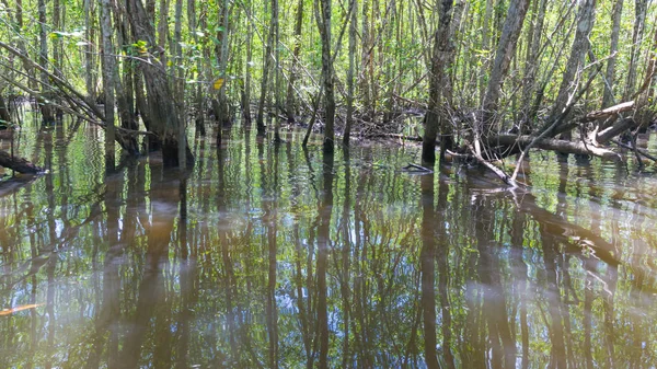 Einer Großen Mangrove Durch Den Fluss Und Das Grüne Wasser — Stockfoto