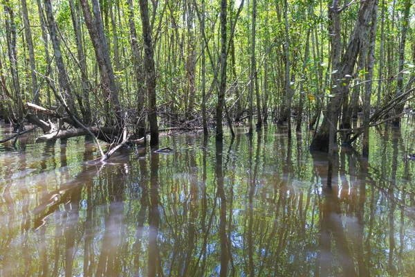 Tronco Árbol Caído Dentro Los Manglares Naturaleza Con Bosque Detrás —  Fotos de Stock