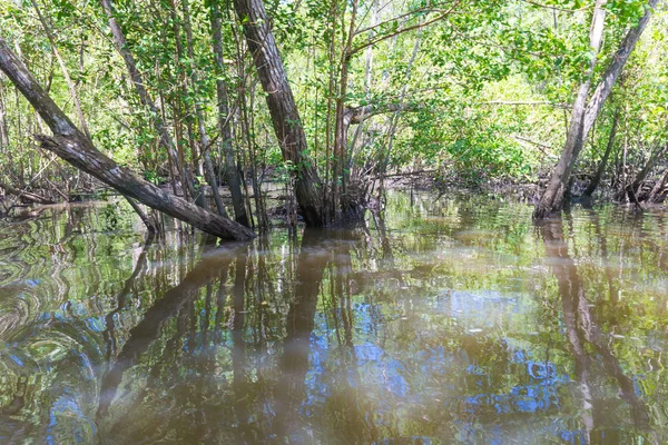 Manglares Agua Verde Raíces Sobre Suelo Naturaleza — Foto de Stock