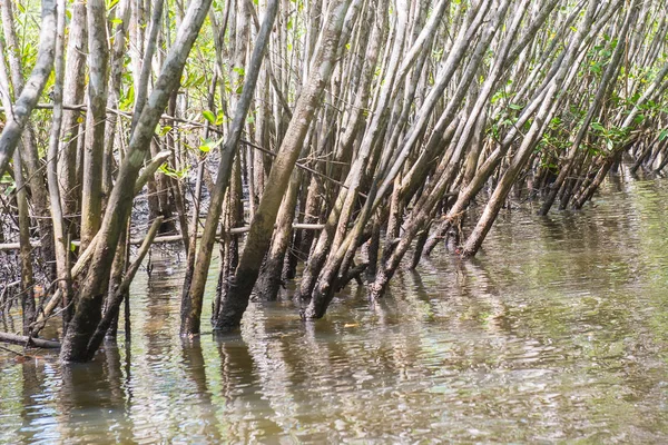 Внутри Большого Мангрового Леса Через Реку Зеленую Воду — стоковое фото