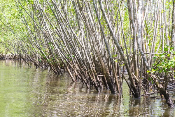 Мангровые Деревья Зеленая Вода Корни Над Землей Природе — стоковое фото
