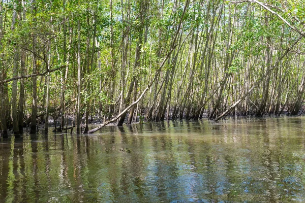 Мангровые Деревья Зеленая Вода Корни Над Землей Природе — стоковое фото