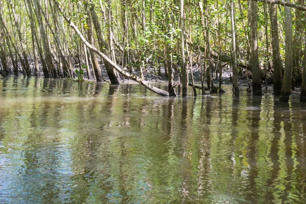 Büyük Doğal Mangroves Doğada Geniş Yeşil Orman Ile — Stok fotoğraf