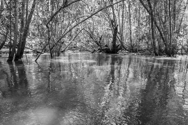 İçinde büyük bir mangrov nehir ve yeşil su ile