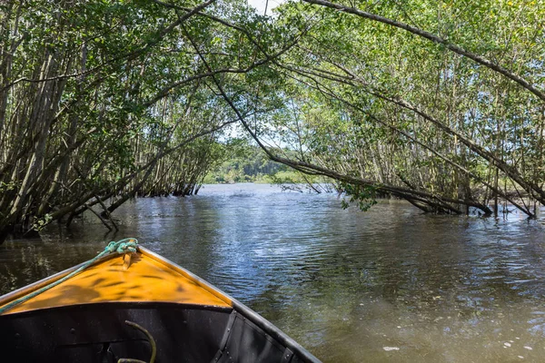 Bootsfahrt Aus Einem Mangrovengrünen Wasserkanal — Stockfoto